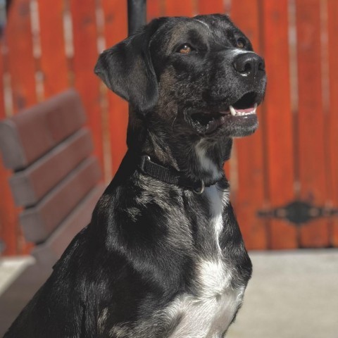 Ryder, an adoptable Catahoula Leopard Dog, Labrador Retriever in Lander, WY, 82520 | Photo Image 1