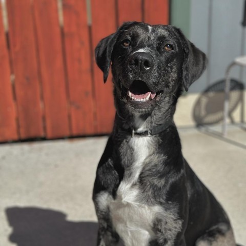 Ryder, an adoptable Catahoula Leopard Dog, Labrador Retriever in Lander, WY, 82520 | Photo Image 2