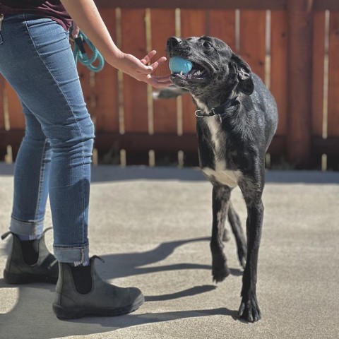 Ryder, an adoptable Catahoula Leopard Dog, Labrador Retriever in Lander, WY, 82520 | Photo Image 3