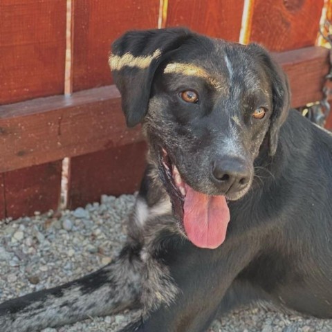 Ryder, an adoptable Catahoula Leopard Dog, Labrador Retriever in Lander, WY, 82520 | Photo Image 4