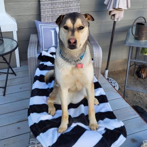 Daisy, an adoptable Siberian Husky, Shar-Pei in Bend, OR, 97702 | Photo Image 1