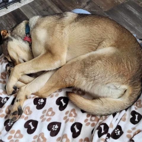 Daisy, an adoptable Siberian Husky, Shar-Pei in Bend, OR, 97702 | Photo Image 2