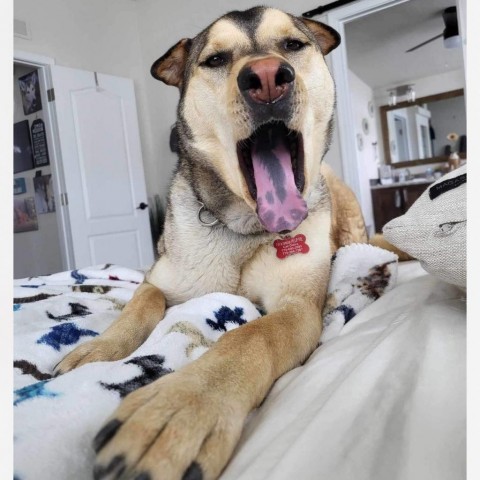 Daisy, an adoptable Siberian Husky, Shar-Pei in Bend, OR, 97702 | Photo Image 5