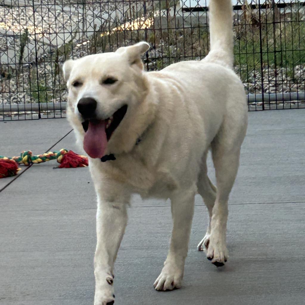 Benny, an adoptable Mixed Breed in Bismarck, ND, 58507 | Photo Image 1