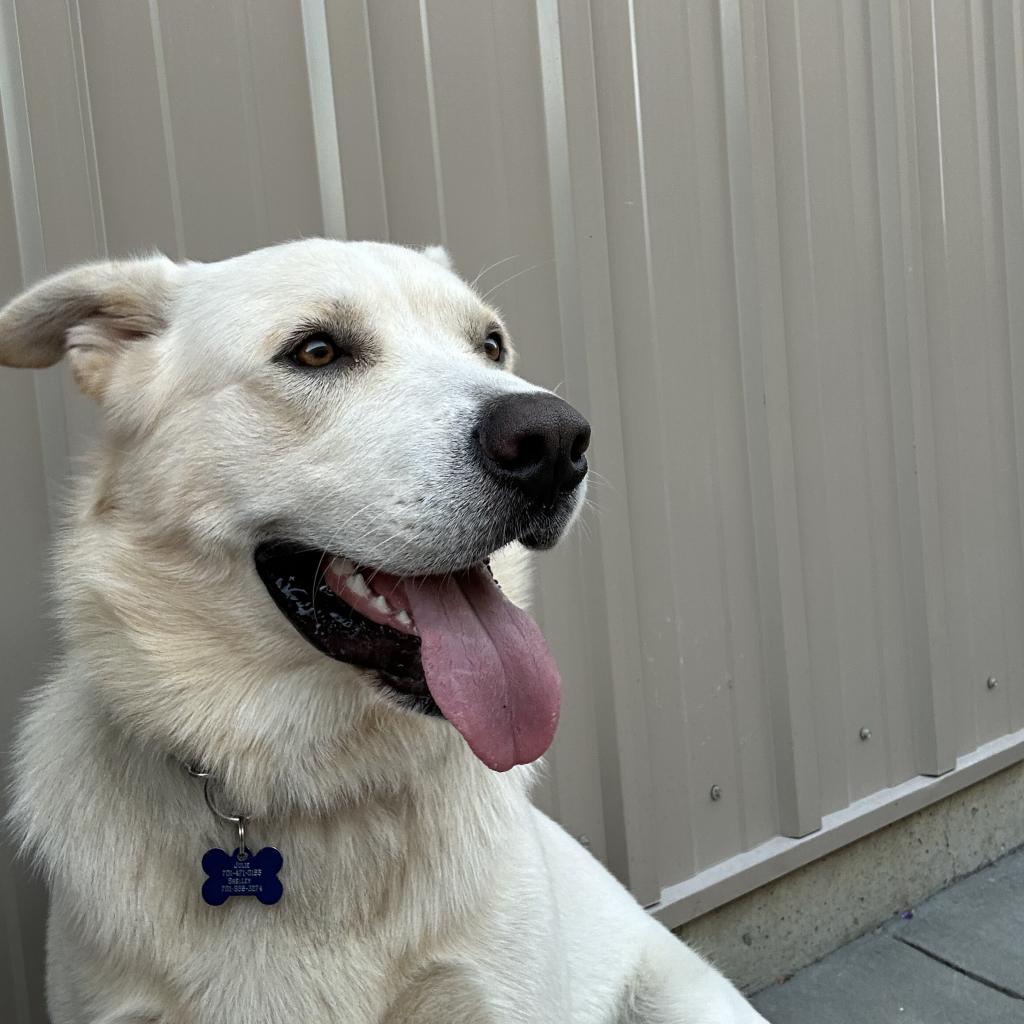 Benny, an adoptable Mixed Breed in Bismarck, ND, 58507 | Photo Image 2