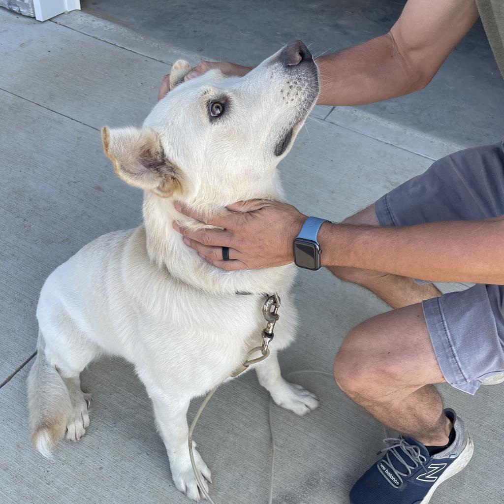 Benny, an adoptable Mixed Breed in Bismarck, ND, 58507 | Photo Image 3