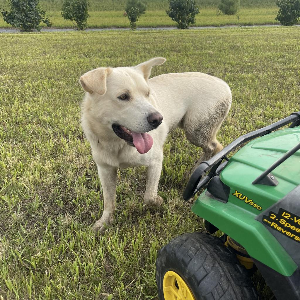 Benny, an adoptable Mixed Breed in Bismarck, ND, 58507 | Photo Image 4