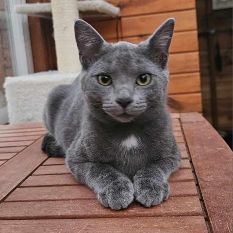 Rocket, an adoptable Domestic Short Hair in Bismarck, ND, 58507 | Photo Image 1