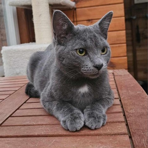 Rocket, an adoptable Domestic Short Hair in Bismarck, ND, 58507 | Photo Image 2