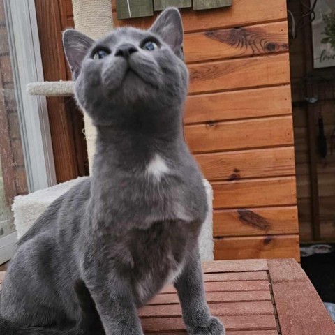 Rocket, an adoptable Domestic Short Hair in Bismarck, ND, 58507 | Photo Image 3