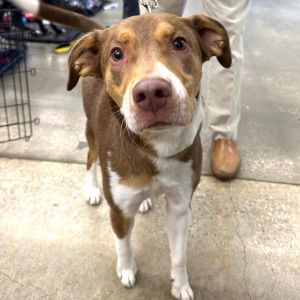 Scout, Adult Male Labrador Retriever
