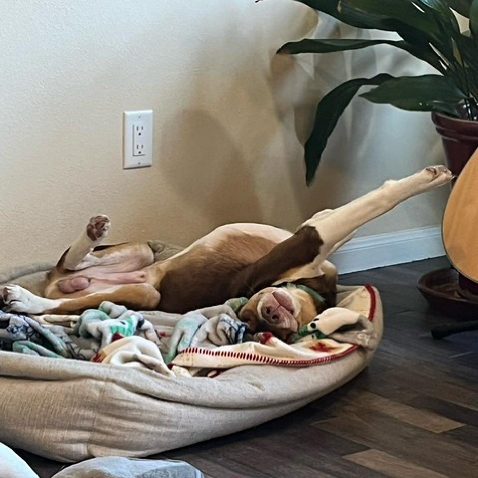 Scout