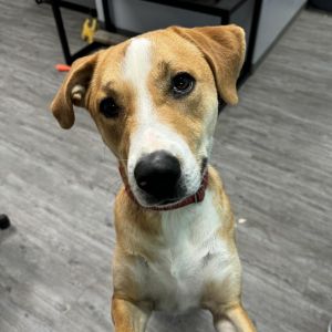 Kojack, Adult Male Mixed Breed