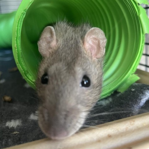 Rat for adoption - Cinnamon, a Rat in Phoenix, AZ | Petfinder