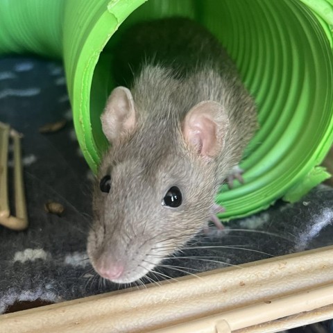 Rat for adoption - Cinnamon, a Rat in Phoenix, AZ | Petfinder