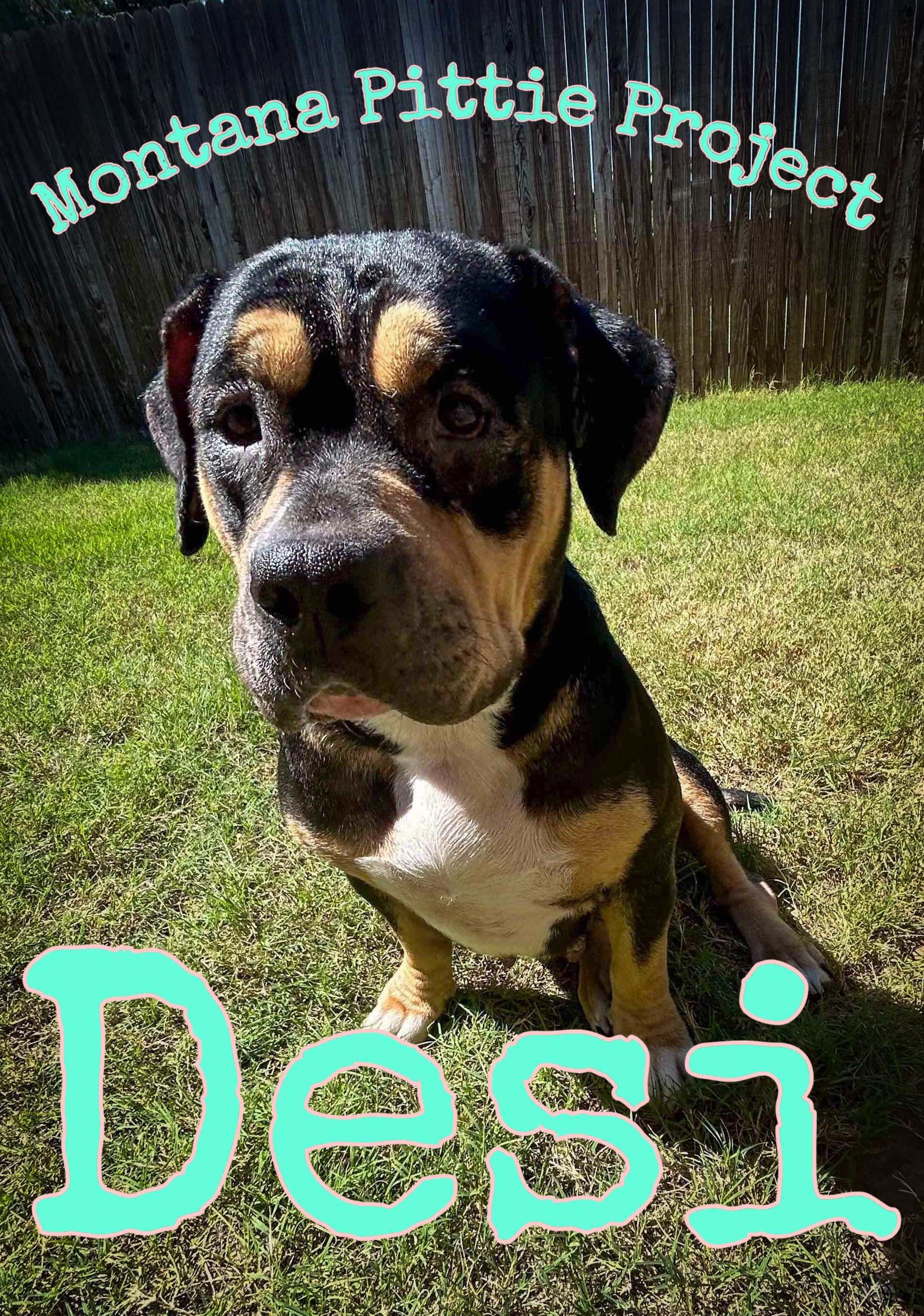 Desi, an adoptable American Staffordshire Terrier in Arlee, MT, 59821 | Photo Image 1