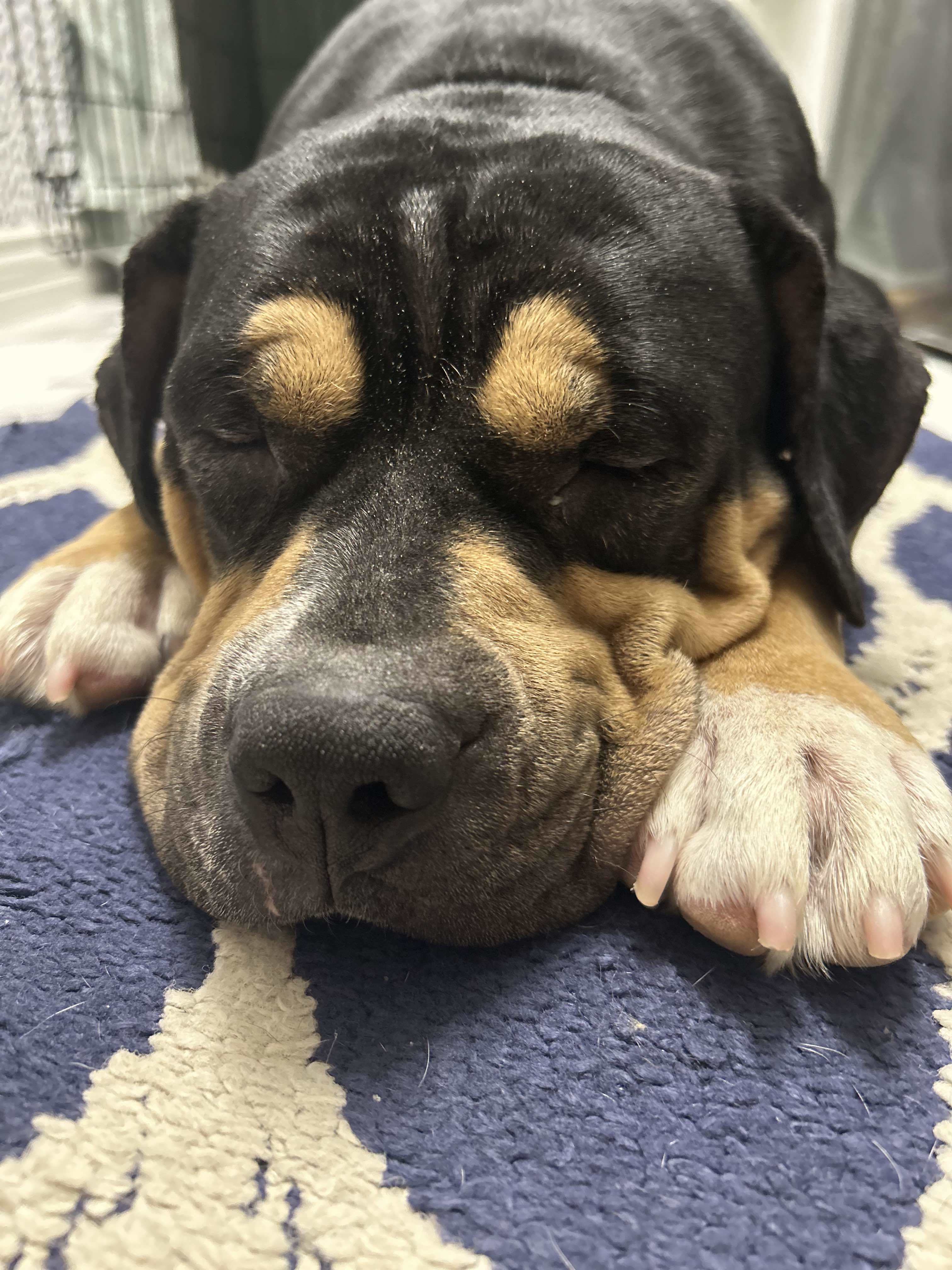 Desi, an adoptable American Staffordshire Terrier in Arlee, MT, 59821 | Photo Image 2