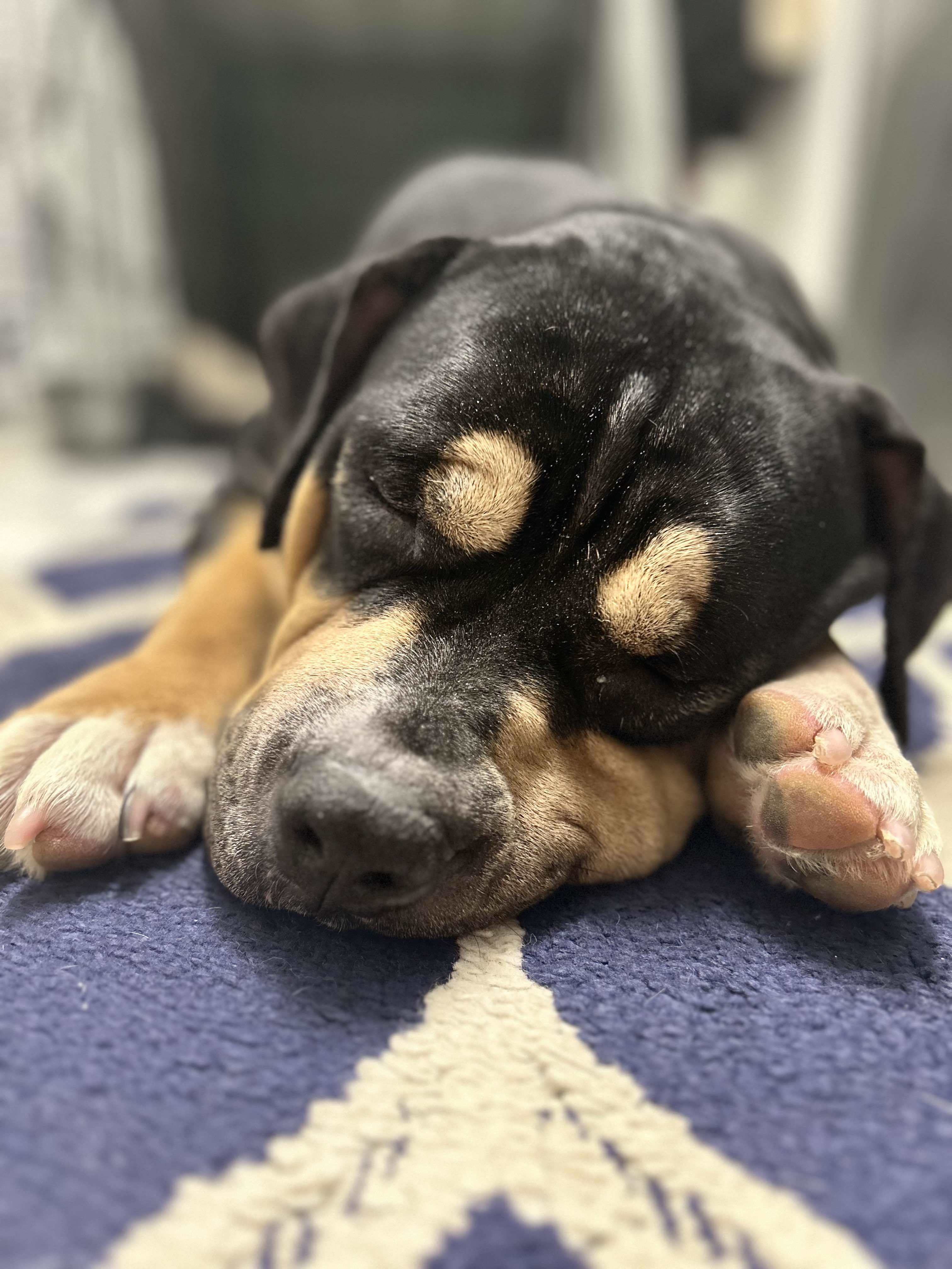 Desi, an adoptable American Staffordshire Terrier in Arlee, MT, 59821 | Photo Image 3