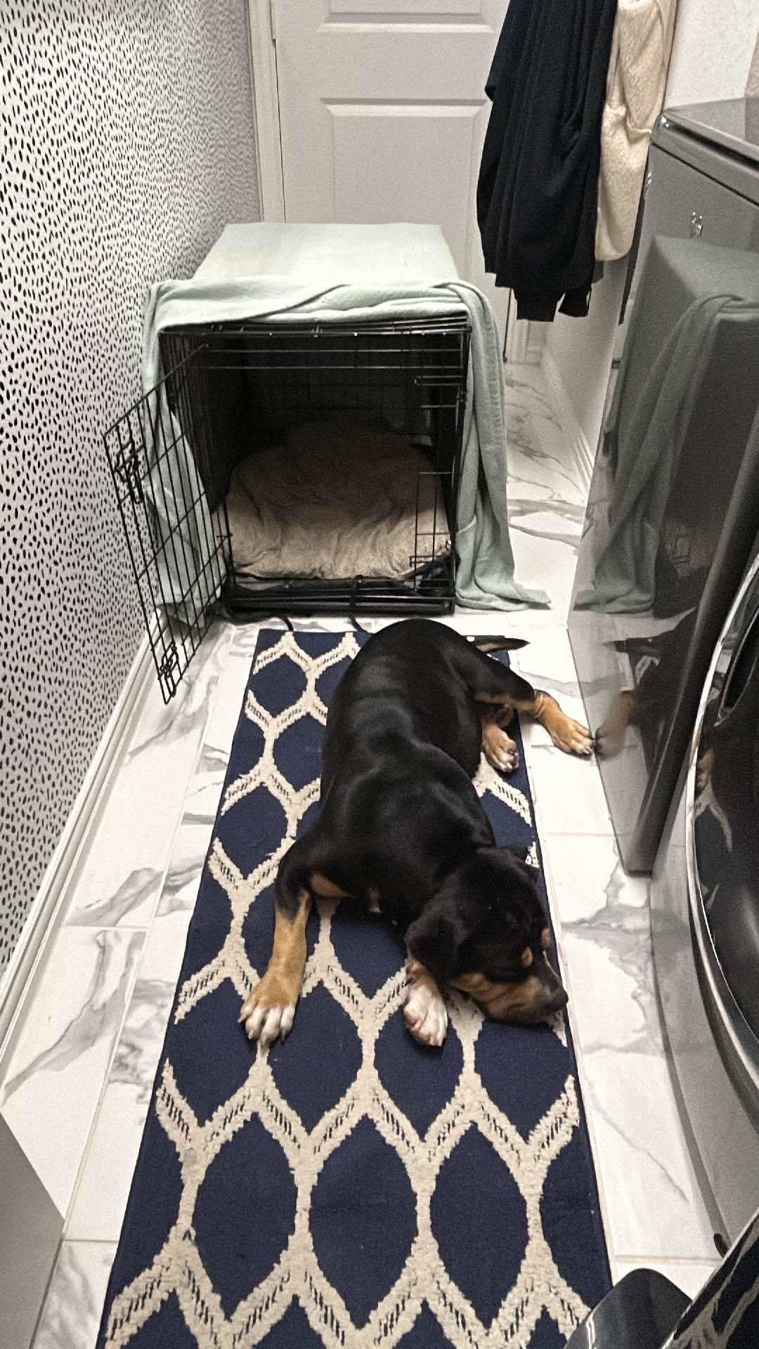 Desi, an adoptable American Staffordshire Terrier in Arlee, MT, 59821 | Photo Image 4