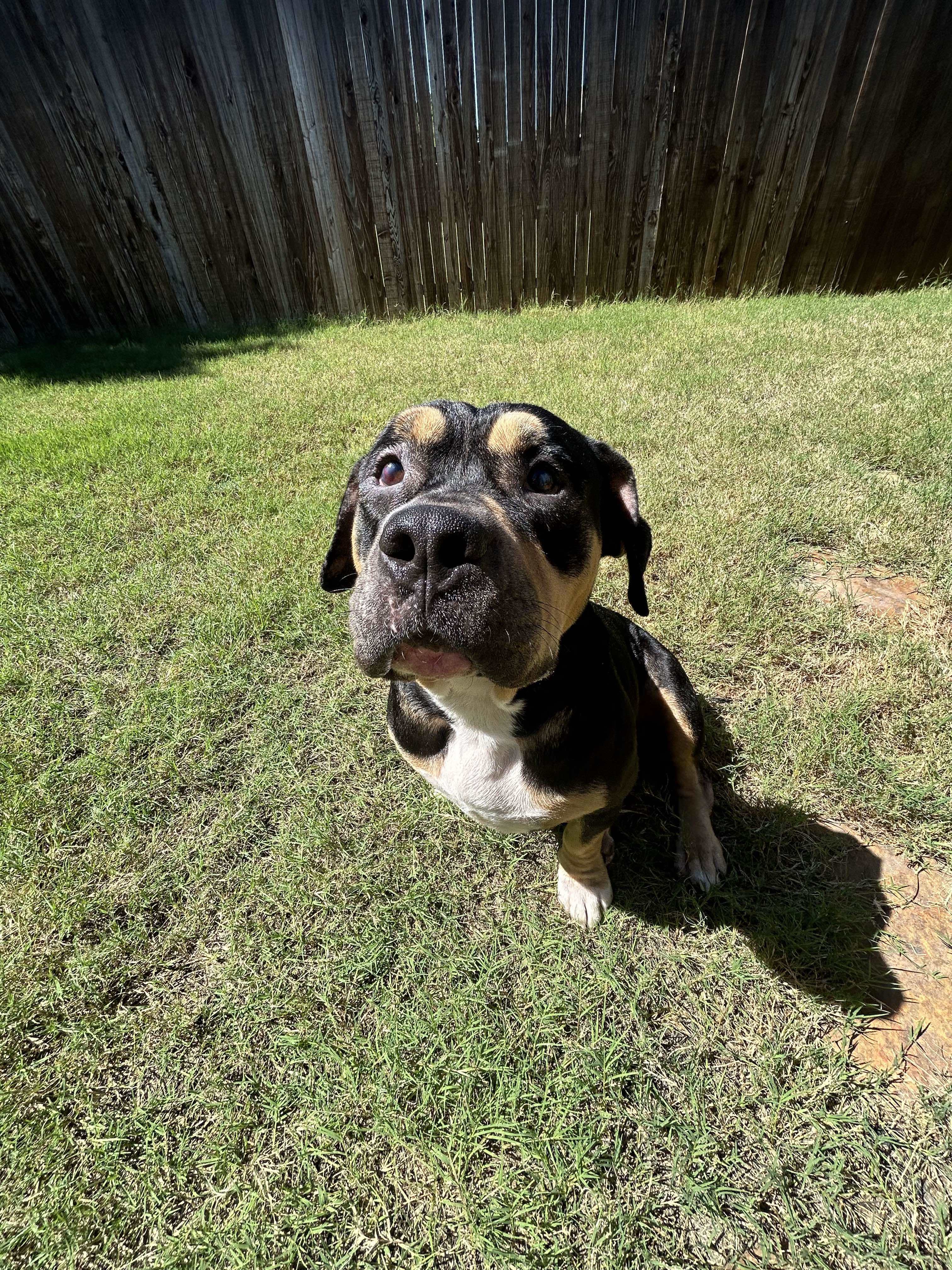 Desi, an adoptable American Staffordshire Terrier in Arlee, MT, 59821 | Photo Image 5