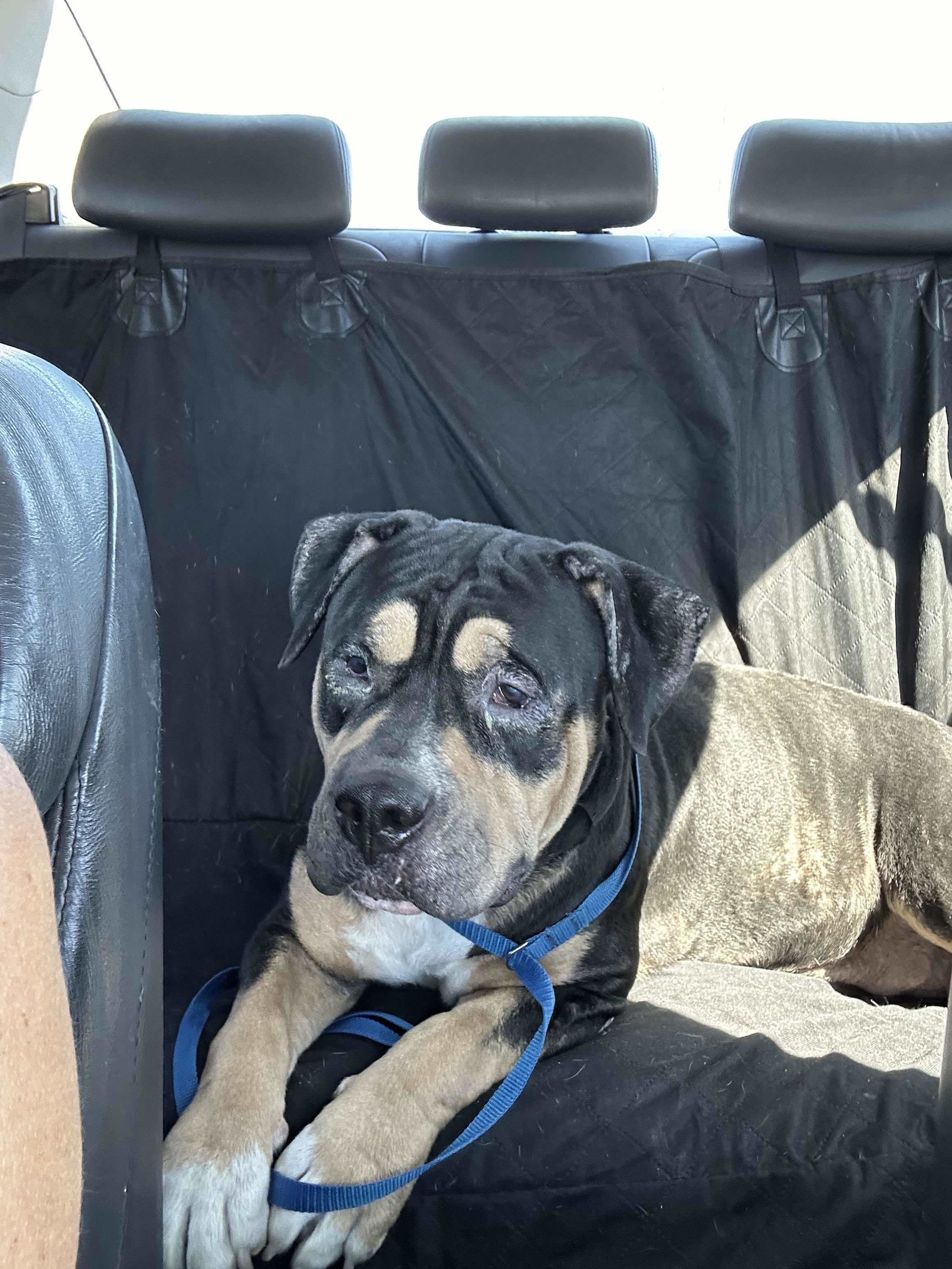 Desi, an adoptable American Staffordshire Terrier in Arlee, MT, 59821 | Photo Image 6