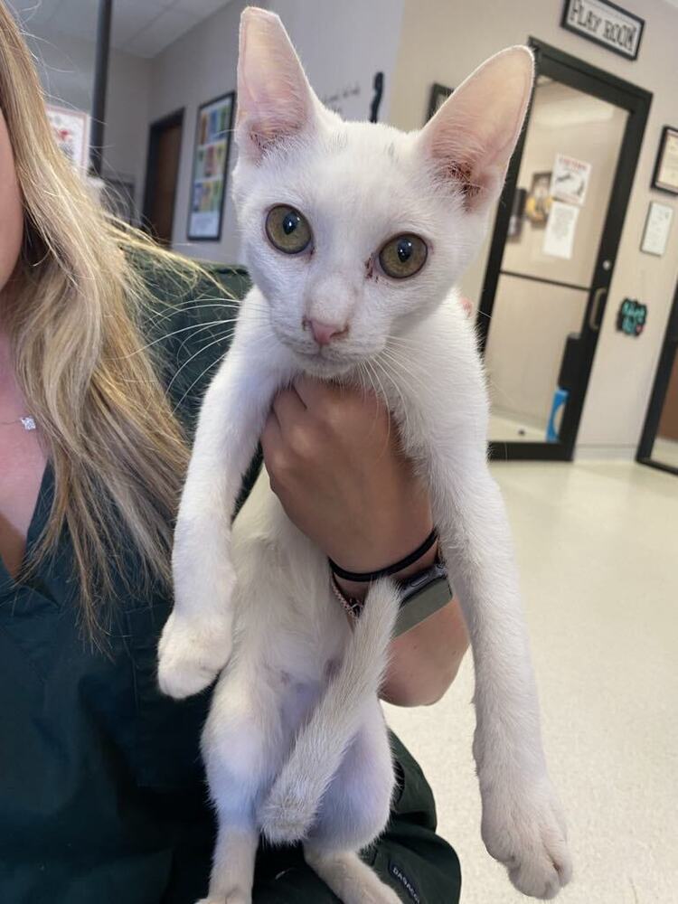 Pinkie SC, an adoptable Domestic Short Hair in San Angelo, TX, 76905 | Photo Image 1