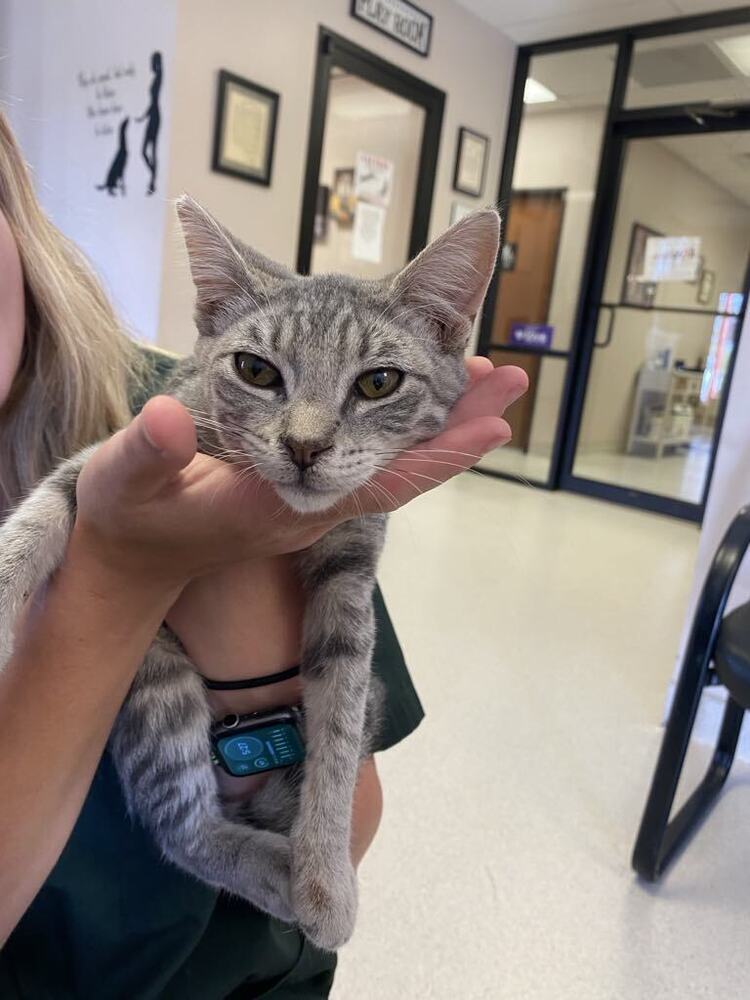 Spook SC, an adoptable Domestic Short Hair in San Angelo, TX, 76905 | Photo Image 1