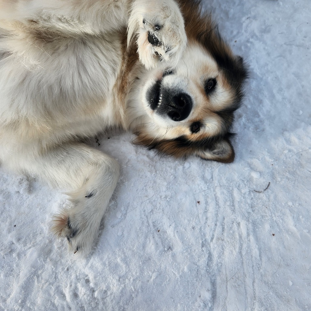 Jenna, an adoptable Alaskan Malamute in North Battleford, SK, S9A 2M7 | Photo Image 1