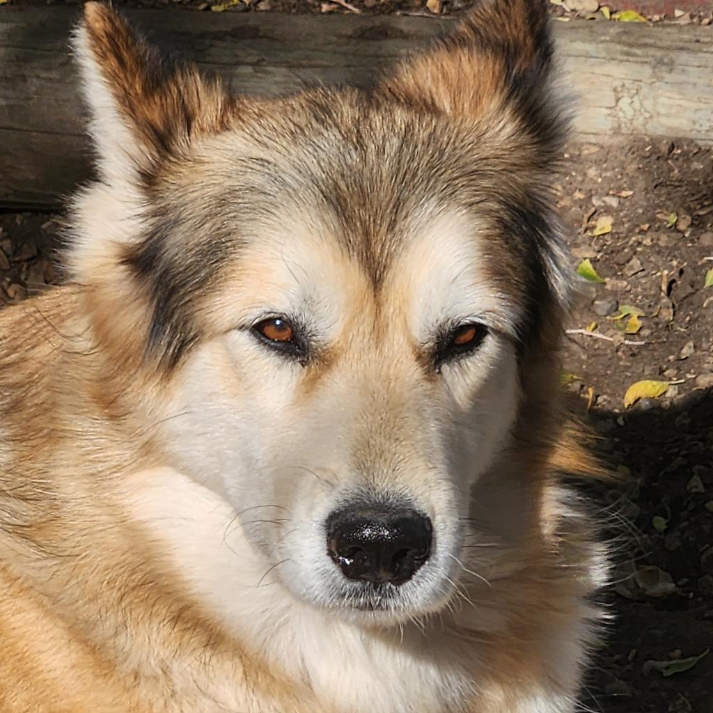 Jenna, an adoptable Alaskan Malamute in North Battleford, SK, S9A 2M7 | Photo Image 2