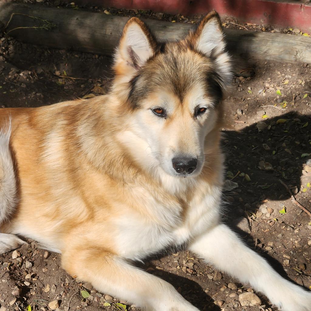 Jenna, an adoptable Alaskan Malamute in North Battleford, SK, S9A 2M7 | Photo Image 3