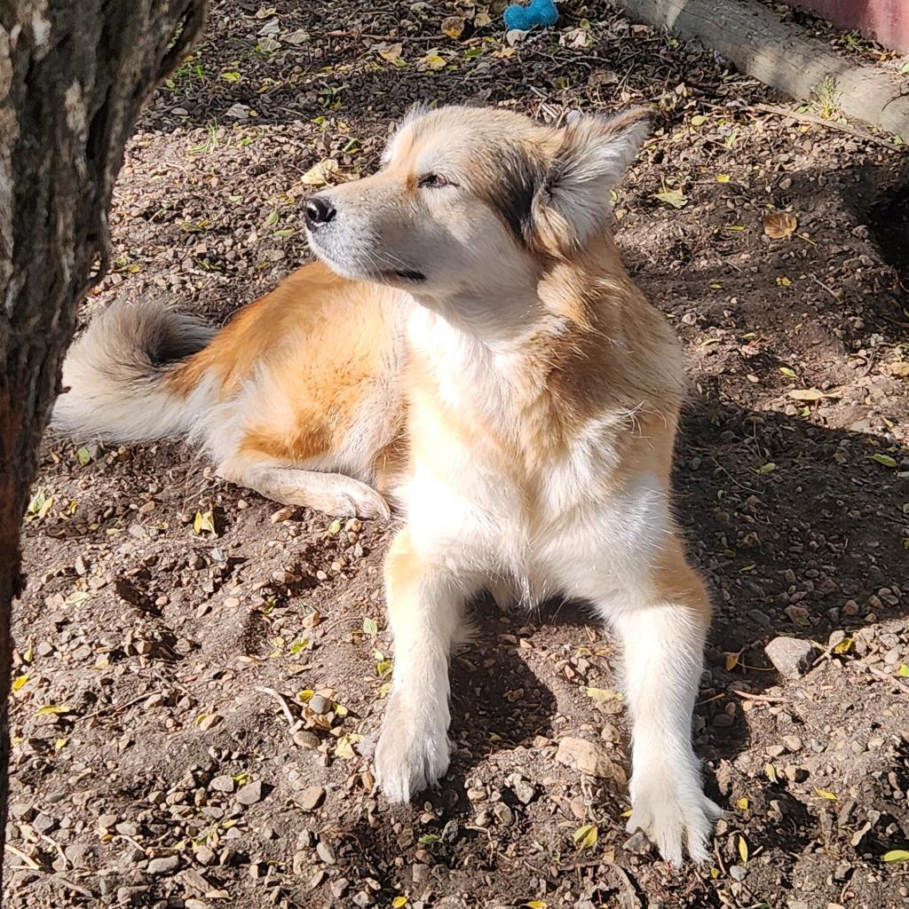 Jenna, an adoptable Alaskan Malamute in North Battleford, SK, S9A 2M7 | Photo Image 4