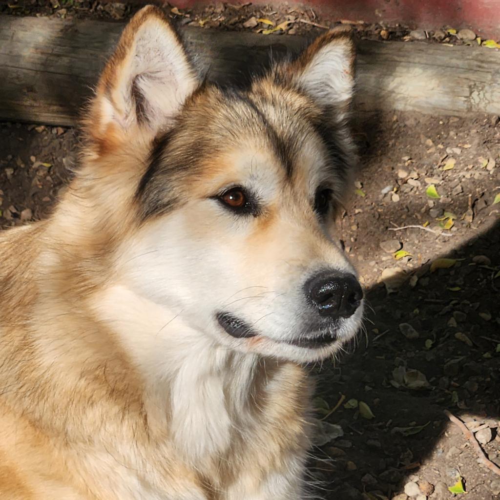 Jenna, an adoptable Alaskan Malamute in North Battleford, SK, S9A 2M7 | Photo Image 5