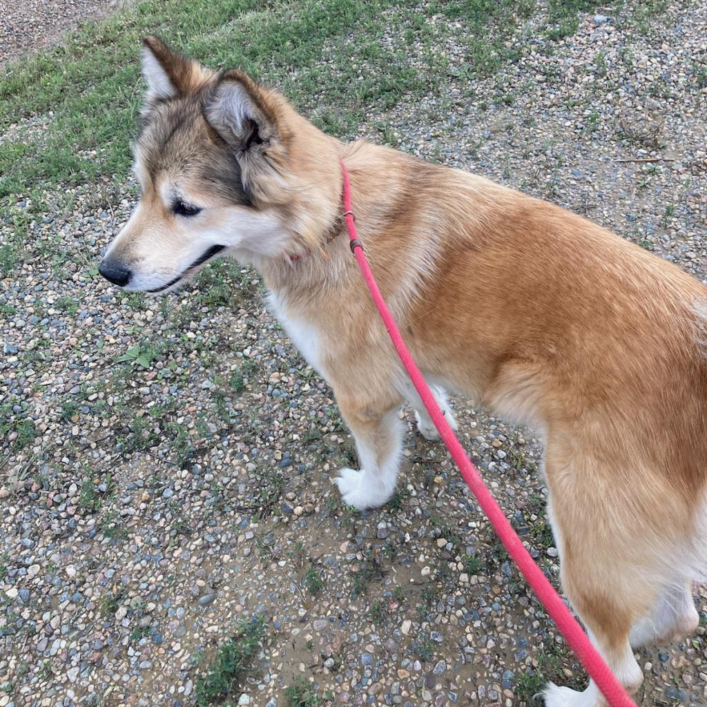 Jenna, an adoptable Alaskan Malamute in North Battleford, SK, S9A 2M7 | Photo Image 6
