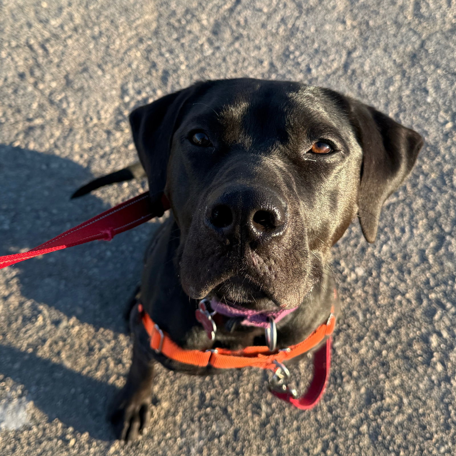 Figaro, an adoptable Pit Bull Terrier in Fargo, ND, 58103 | Photo Image 1