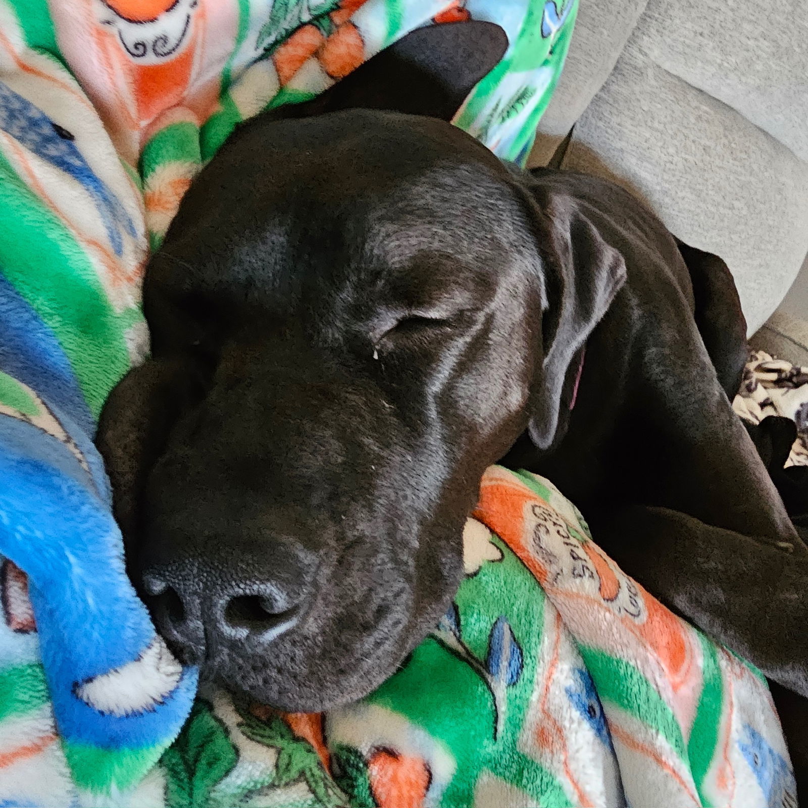 Figaro, an adoptable Pit Bull Terrier in Fargo, ND, 58103 | Photo Image 2