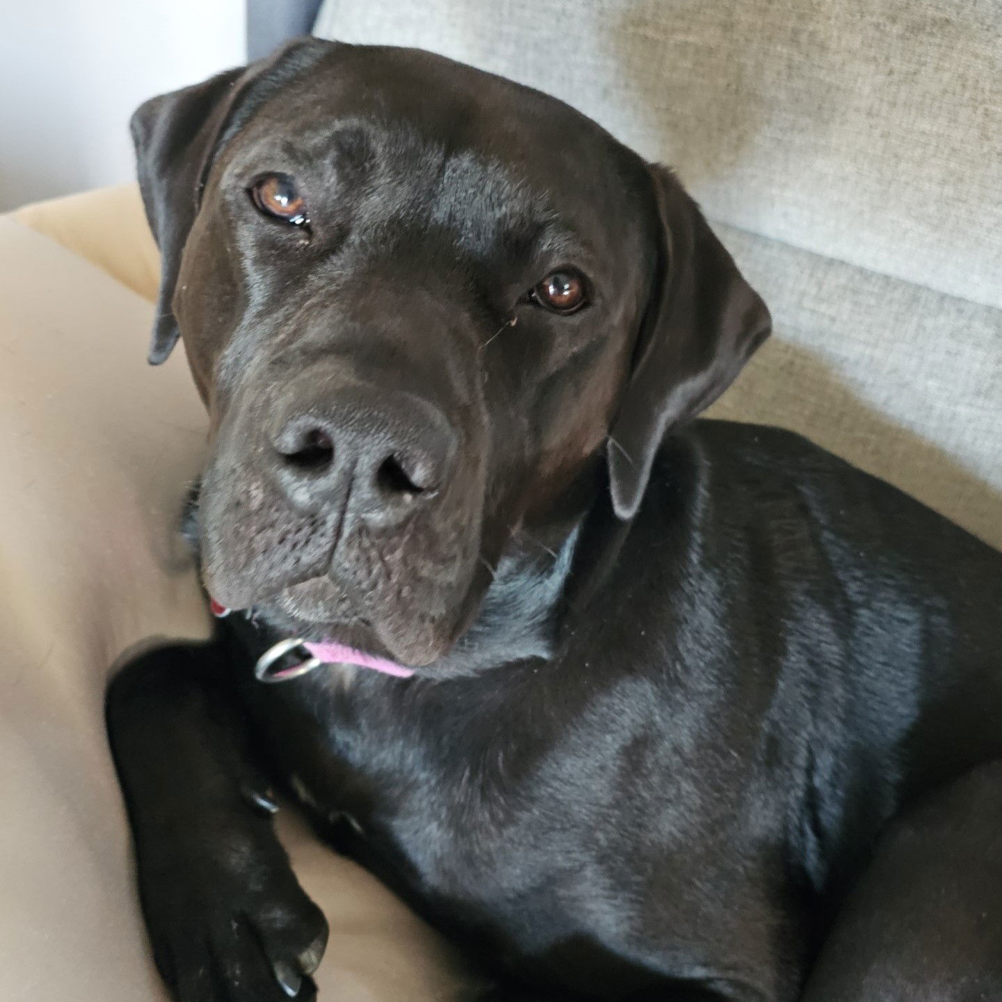Figaro, an adoptable Pit Bull Terrier in Fargo, ND, 58103 | Photo Image 2
