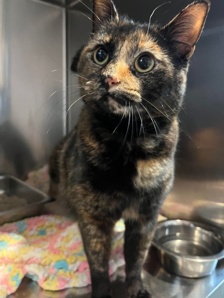 Ziggy, an adoptable Domestic Short Hair in Kodiak, AK, 99615 | Photo Image 3