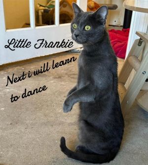 Little Frankie