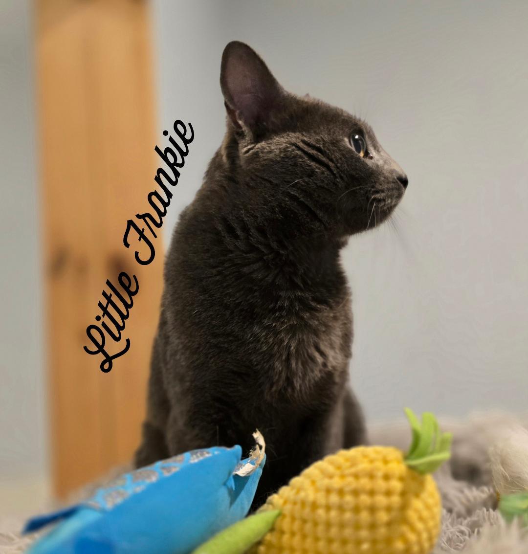 Little Frankie
