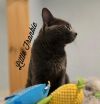 Little Frankie photo 3