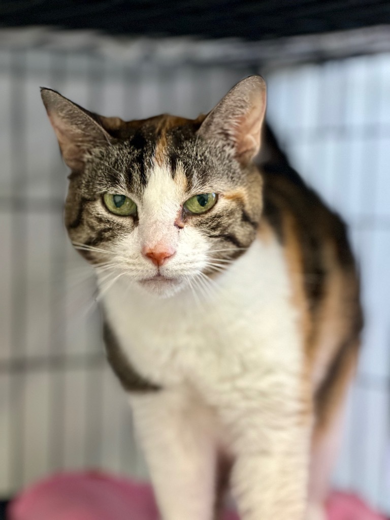Squeaker, an adoptable Domestic Short Hair in Cumberland, ME, 04021 | Photo Image 2