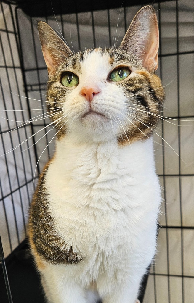 Squeaker, an adoptable Domestic Short Hair in Cumberland, ME, 04021 | Photo Image 3