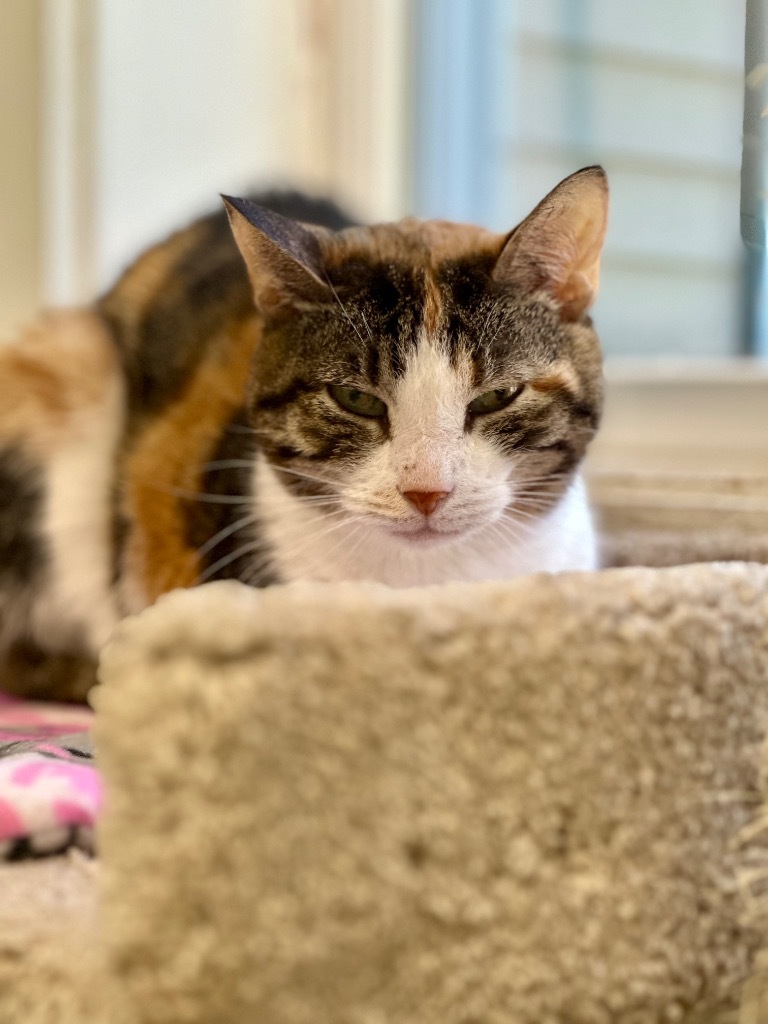 Squeaker, an adoptable Domestic Short Hair in Cumberland, ME, 04021 | Photo Image 4