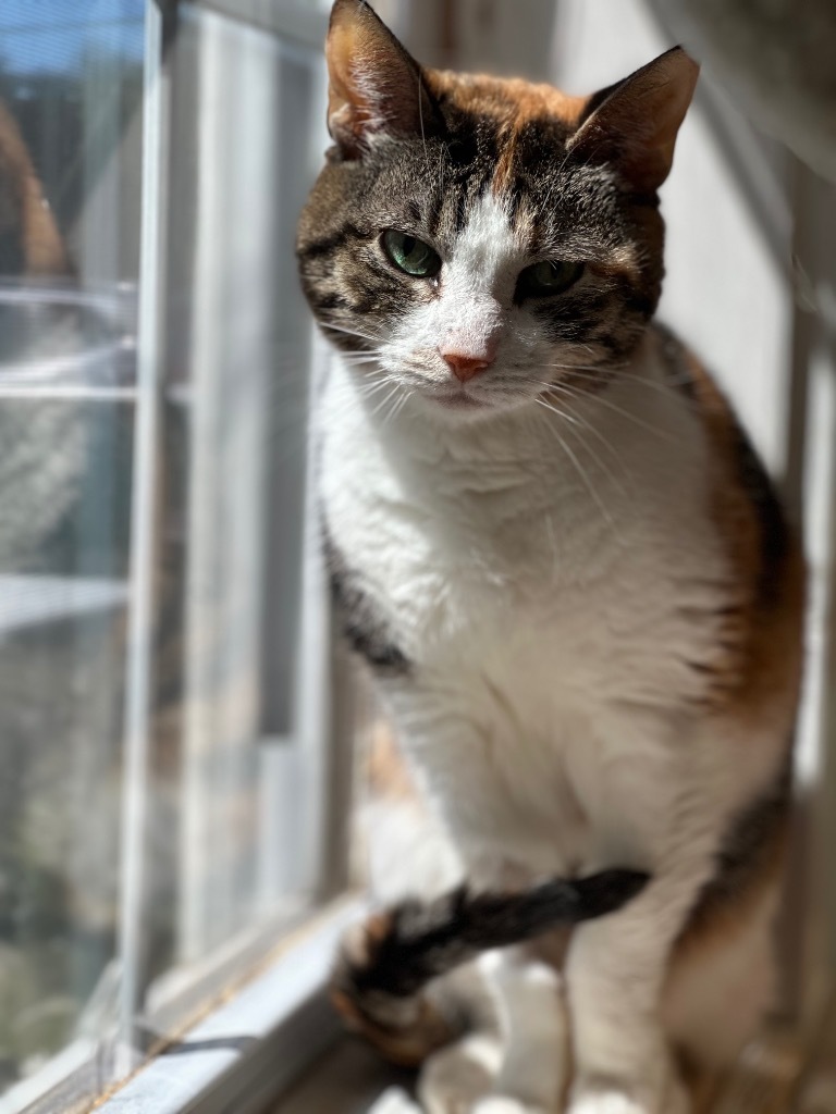 Squeaker, an adoptable Domestic Short Hair in Cumberland, ME, 04021 | Photo Image 5