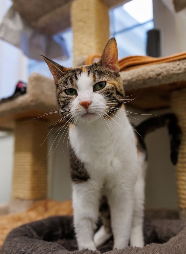 Squeaker, an adoptable Domestic Short Hair in Cumberland, ME, 04021 | Photo Image 6