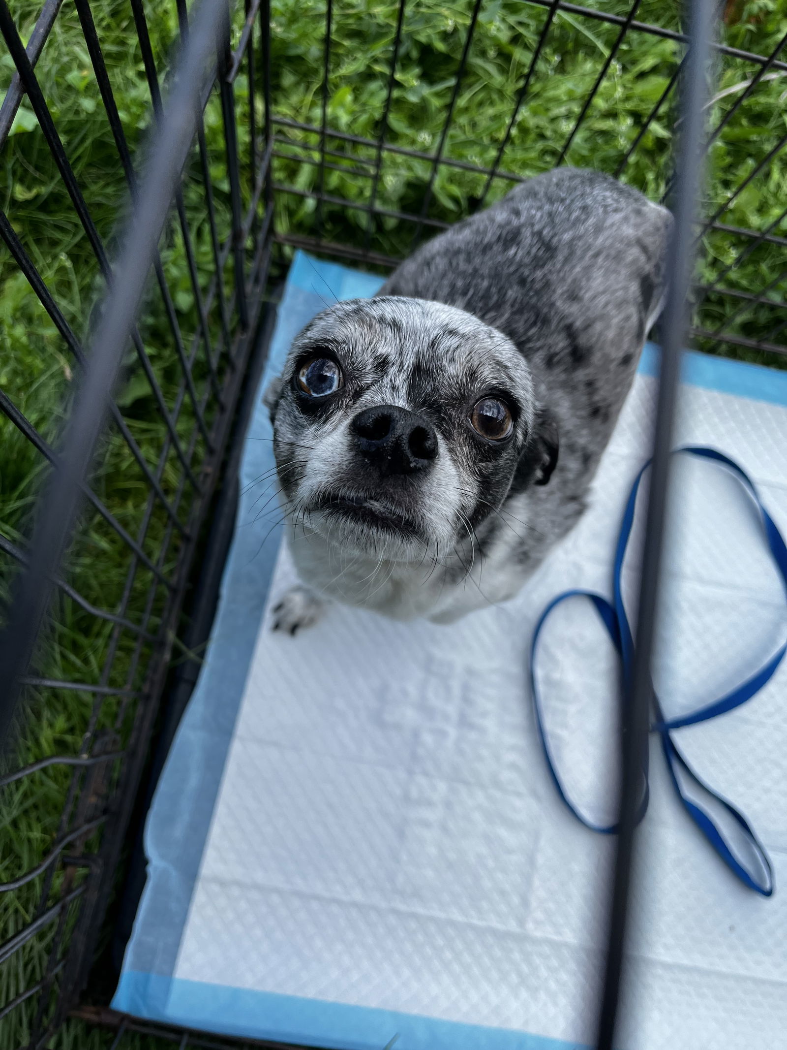 Cool J, an adoptable Chihuahua in Laramie, WY, 82073 | Photo Image 2