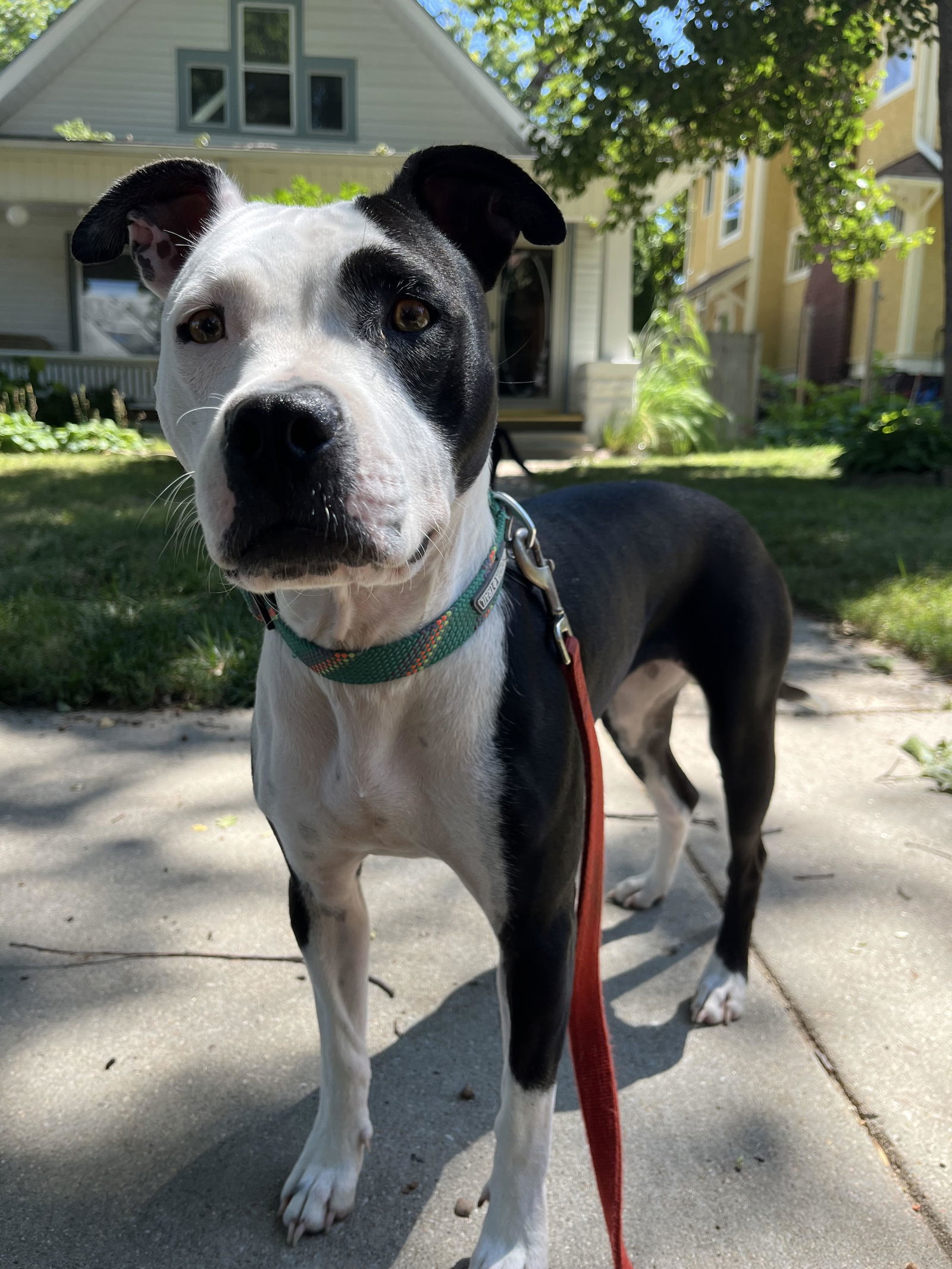 Aurora, an adoptable Pit Bull Terrier in Lincoln, NE, 68506 | Photo Image 1