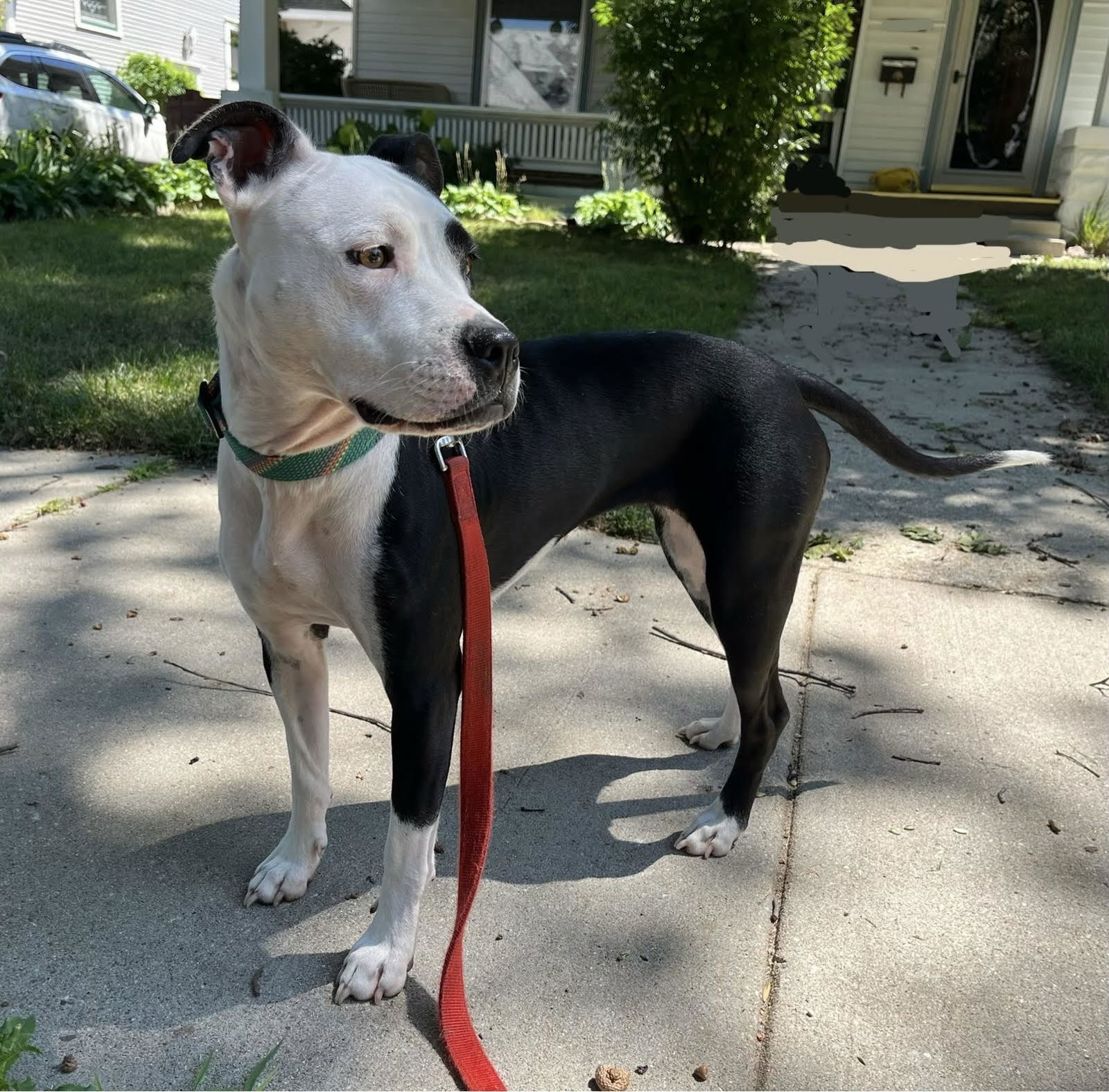 Aurora, an adoptable Pit Bull Terrier in Lincoln, NE, 68506 | Photo Image 2