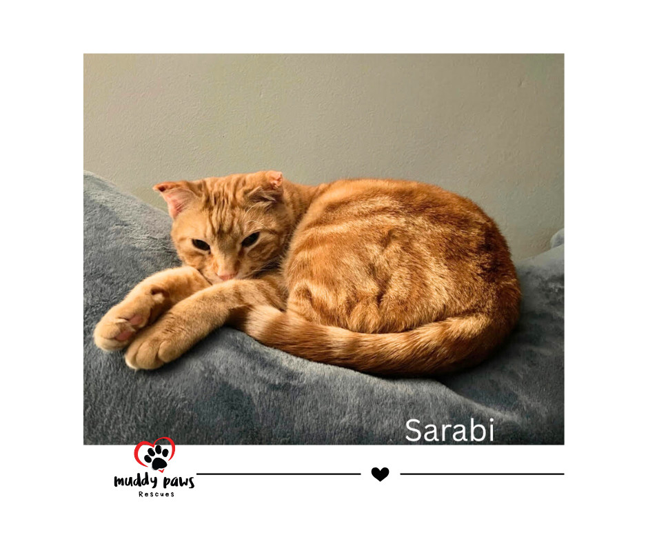 Sarabi, an adoptable Domestic Short Hair, Tabby in Council Bluffs, IA, 51503 | Photo Image 1