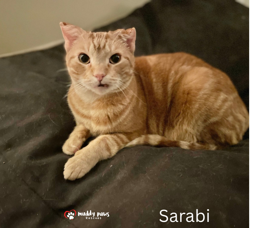 Sarabi, an adoptable Domestic Short Hair, Tabby in Council Bluffs, IA, 51503 | Photo Image 2